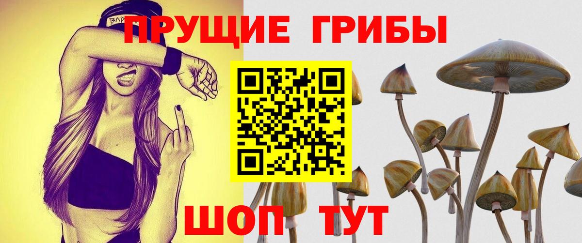 Псилоцибиновые грибы Psilocybe Корсаков