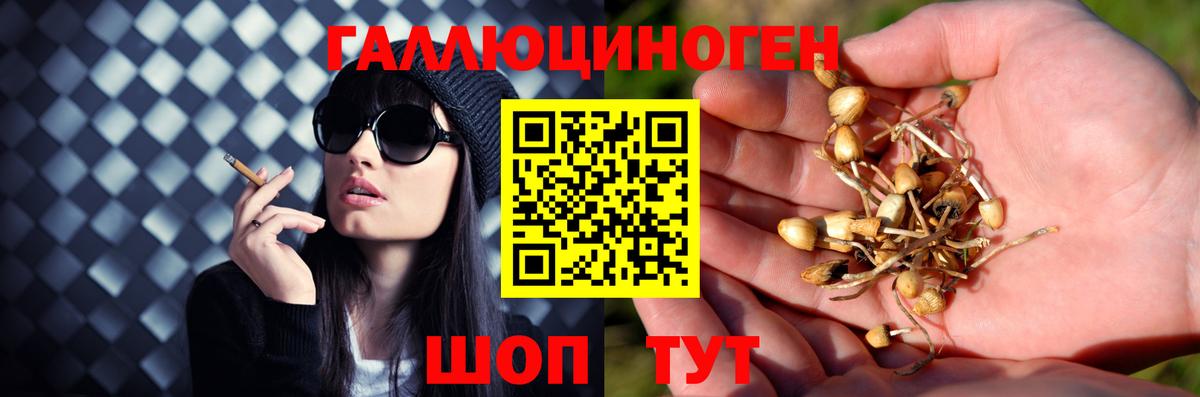 Корсаков  Псилоцибиновые грибы Psilocybe  Вход с VPN 